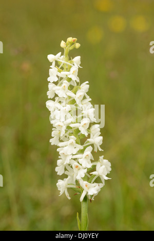 Comune o Chalk fragrante Orchidea (Gymnadenia conopsea) close-up di fiori di spike, forma bianca var. albiflora, Buckinghamshire, UK Foto Stock