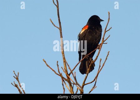 Un rosso-winged blackbird si trova appollaiato su un ramo in Montrose Beach il santuario degli uccelli di Chicago, Illinois, Stati Uniti d'America. Foto Stock