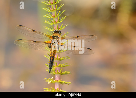 Quattro-spotted Chaser Dragonfly (Libellula quadrimaculata) adulto a riposo, Oxfordshiore, Inghilterra, Luglio Foto Stock