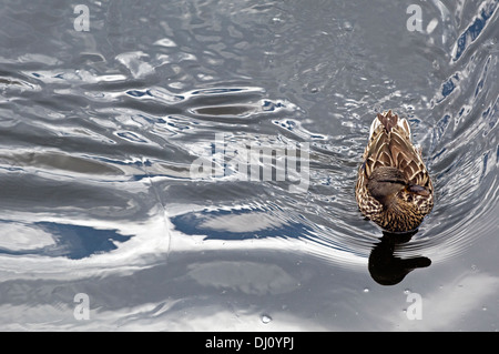 Un singolo lone anatra nuota nel fiume Chicago. Foto Stock