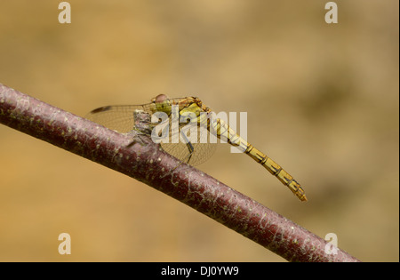 Skimmer Keeled Dragonfly (Orthetrum coerulescens) femmina a riposo, Oxfordshire, Inghilterra, Luglio Foto Stock