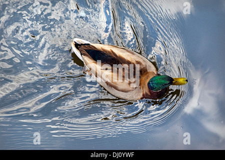 La foto in basso su un anatra che mostra molto del giù i dettagli dell'uccello, nel fiume Chicago. Foto Stock