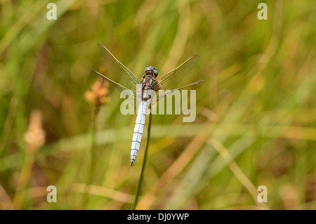 Skimmer Keeled Dragonfly (Orthetrum coerulescens) maschio a riposo, Oxfordshire, Inghilterra, Luglio Foto Stock
