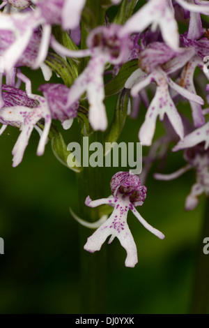 Lady-Monkey Orchid hybrid (purpurea Orchis simia/) close-up di fiori di spike, Berkshire, Inghilterra, Giugno Foto Stock