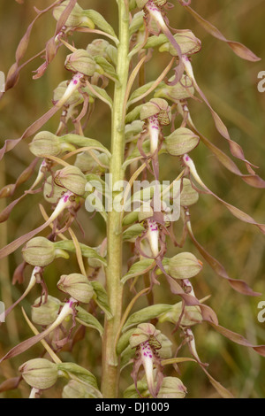 Lizard Orchid (Himantoglossum hircinum) close-up di fiori di spike, Kent, Inghilterra, Giugno Foto Stock