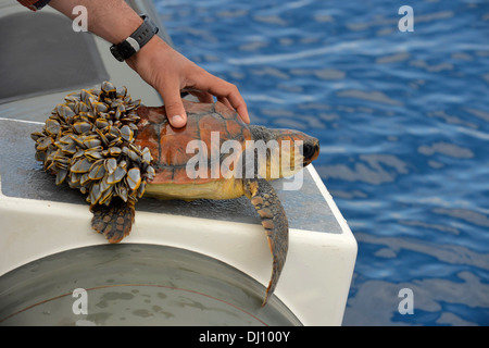 Tartaruga Caretta caretta al di fuori dell'acqua mostra parte posteriore coperta in goose cirripedi, incapace di immersione, delle Azzorre, di giugno Foto Stock