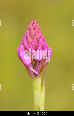 Orchide (Anacamptis pyramidalis) fiore spike sta per aprire, Oxfordshire, Inghilterra, Luglio Foto Stock