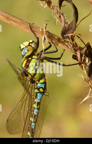 Southern Hawker Dragonfly (Aeshna cyanea) maschio a riposo, Oxfordshire, Inghilterra Foto Stock