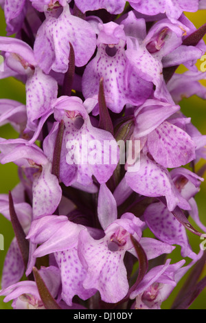 La Palude meridionale ( orchidea Dactylorhiza Praetermissa) close-up di fiori di spike, Sandwich Bay, Kent, Inghilterra, Giugno Foto Stock