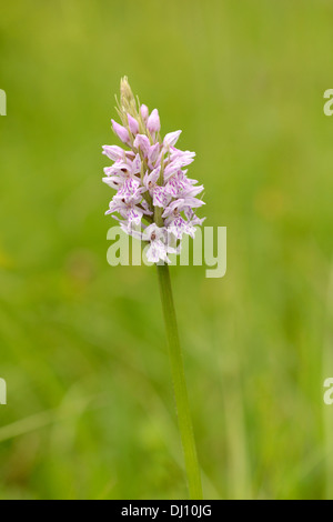 Avvistato comune (orchidea Dactylorhiza fuchsii) fiore spike, Oxfordshire, Inghilterra, Giugno Foto Stock