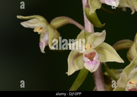 Violet Helleborine (Bergonii purpurata) close-up di fiori, Oxfordshire, Inghilterra, Agosto Foto Stock