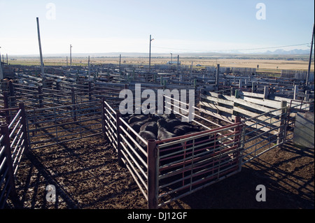 Penne utilizzate per immobilizzare i bovini per l'asta; Alberta, Canada Foto Stock