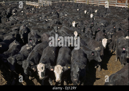 Penne utilizzate per immobilizzare i bovini per l'asta; Alberta, Canada Foto Stock