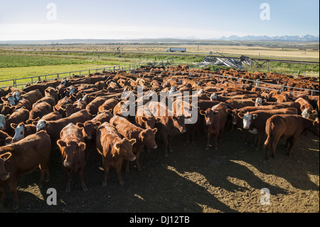 Penne utilizzate per immobilizzare i bovini per l'asta; Alberta, Canada Foto Stock