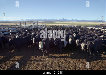 Penne utilizzate per immobilizzare i bovini per l'asta; Alberta, Canada Foto Stock