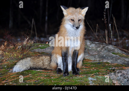 Wild volpe rossa seduta nel nord Ontario, Canada Foto Stock