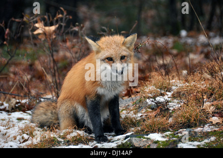 Wild red fox seduti nel nord Ontario, Canada. Foto Stock