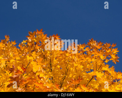 Brillanti colori dell'autunno in Norvegia, giallo e arancio foglie di acero con una netta linea di demarcazione contro il profondo blu del cielo Foto Stock