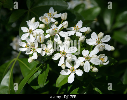 Mexican di fiori d'Arancio, Choisya ternata, rutacee. Stati Uniti d'America del Sud, nel nord del Messico. Foto Stock