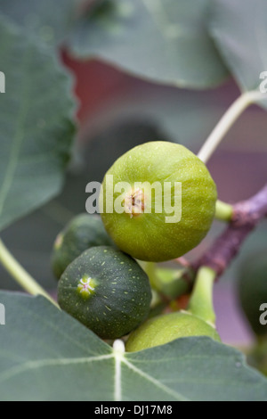 Ficus carica. Sviluppo di fig frutta crescendo in un ambiente protetto. Foto Stock