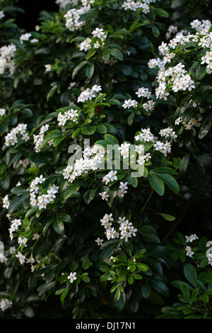 Mexican di fiori d'Arancio, Choisya ternata, rutacee. Stati Uniti d'America del Sud, nel nord del Messico. Foto Stock