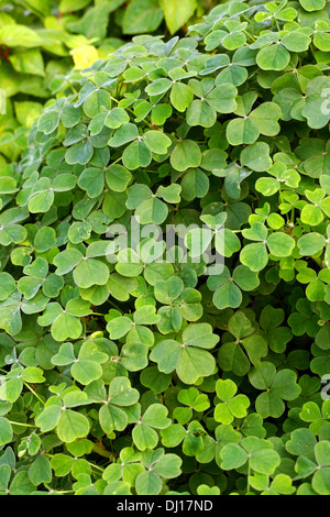 Oca o Nuova Zelanda Yam, Oxalis tuberosa, Oxalidaceae. Andini America del Sud. Foto Stock