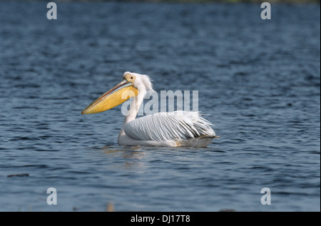 White Pelican - Pelecanus onocrotalus Foto Stock