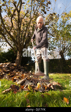 Cordialmente gentiluomo vestito a rastrellare foglie con un giardino in legno rastrello in autunno dopo la caduta sulla luminosa giornata di sole basso angolo sun Foto Stock