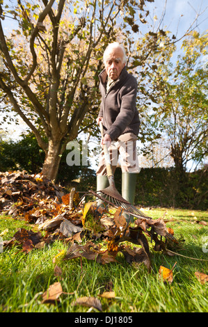 Cordialmente gentiluomo vestito a rastrellare foglie con un giardino in legno rastrello in autunno dopo la caduta sulla luminosa giornata di sole basso angolo sun Foto Stock