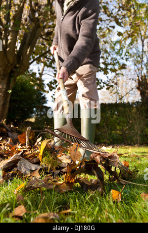 Cordialmente gentiluomo vestito a rastrellare foglie con un giardino in legno rastrello in autunno dopo la caduta sulla luminosa giornata di sole basso angolo sun Foto Stock