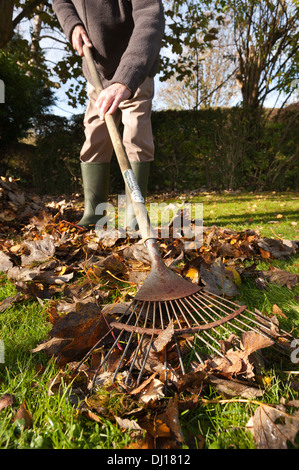 Cordialmente gentiluomo vestito a rastrellare foglie con un giardino in legno rastrello in autunno dopo la caduta sulla luminosa giornata di sole basso angolo sun Foto Stock