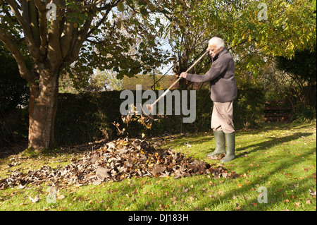 Cordialmente gentiluomo vestito a rastrellare foglie con un giardino in legno rastrello in autunno dopo la caduta sulla luminosa giornata di sole basso angolo sun Foto Stock