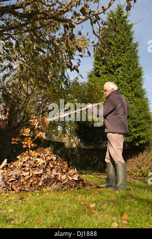 Cordialmente gentiluomo vestito a rastrellare foglie con un giardino in legno rastrello in autunno dopo la caduta sulla luminosa giornata di sole basso angolo sun Foto Stock