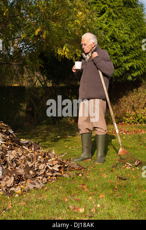 Cordialmente gentiluomo vestito a rastrellare foglie con un giardino in legno rastrello in autunno dopo la caduta sulla luminosa giornata di sole basso angolo sun Foto Stock