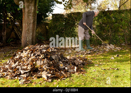 Cordialmente gentiluomo vestito a rastrellare foglie con un giardino in legno rastrello in autunno dopo la caduta sulla luminosa giornata di sole basso angolo sun Foto Stock