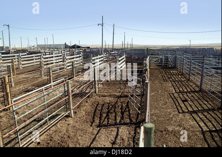 Penne utilizzate per immobilizzare i bovini per l'asta; Alberta, Canada Foto Stock