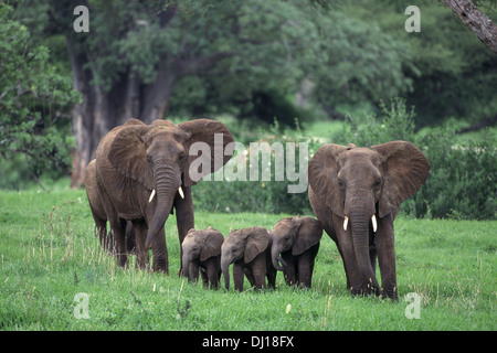 Due elefanti femmina con tre vitelli (Loxodonta africana), il Parco Nazionale di Tarangire e, Tanzania Foto Stock