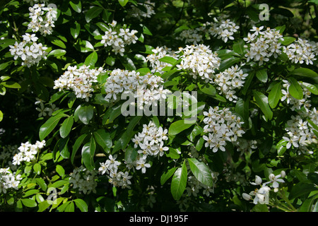 Mexican di fiori d'Arancio, Choisya ternata, rutacee. Stati Uniti d'America del Sud, nel nord del Messico. Foto Stock