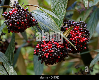 Wayfaring Tree, Hoarwithy, pasto Twistwood Tree, Viburnum lantana, Adoxaceae. Frutti rossi e neri. Foto Stock