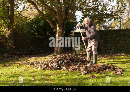 Cordialmente gentiluomo vestito a rastrellare foglie con un giardino in legno rastrello in autunno dopo la caduta sulla luminosa giornata di sole basso angolo sun Foto Stock