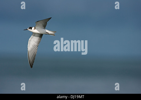 Black Tern Chlidonias niger Foto Stock