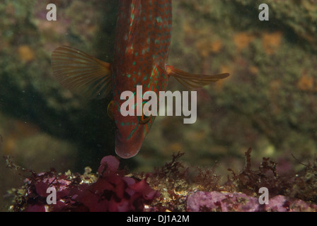 Corkwing wrasse (Crenilabrus melops) alimentazione sott'acqua; Cornovaglia. Foto Stock