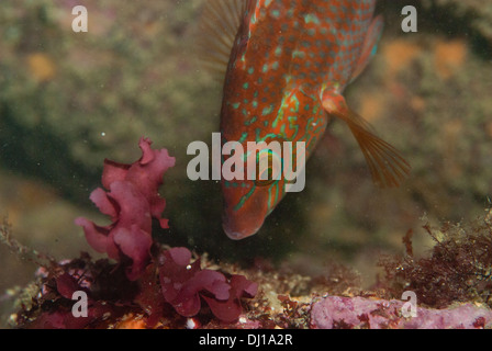 Corkwing wrasse (Crenilabrus melops) alimentazione sott'acqua; Cornovaglia. Foto Stock