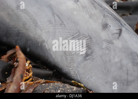 La cordatura dei cetacei, delfino comune (Delphinus), ferite lungo il suo corpo, rastrello marchi e contrassegni attaccato Foto Stock