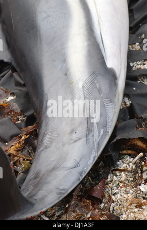 La cordatura dei cetacei, delfino comune (Delphinus), ferite lungo il suo corpo, rastrello marchi e contrassegni attaccato Foto Stock