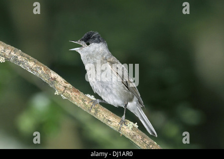 Capinera Sylvia atricapilla Foto Stock