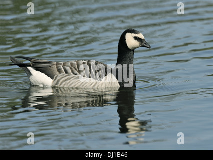 Barnacle Goose Branta leucopsis Foto Stock