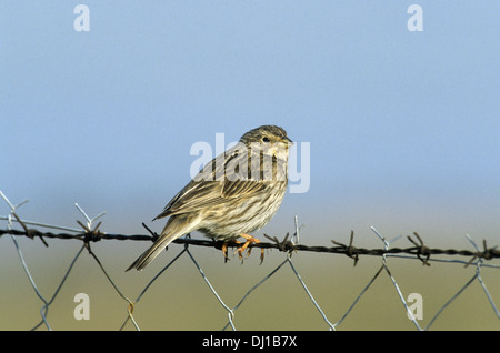 Corn Bunting Emberiza calandra Foto Stock