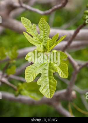 Foglie di fico in stu. Un cluster di foglie di fico su un ramo di un albero di fico. Foto Stock
