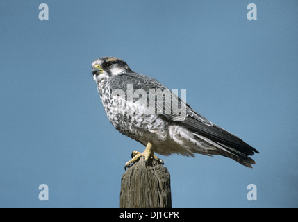 Lanner Falcon - Falco biarmicus Foto Stock